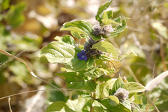 Neuracanthus sphaerostachys